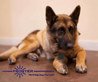German Shepherd dog resting on a brown floor, light tan and black fur, with a blue Frontier logo.