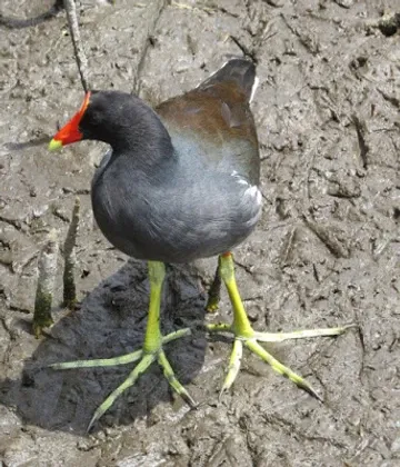 A black bird with yellow legs and a red beak