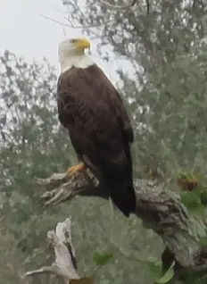A bald eagle perched on a tree branch