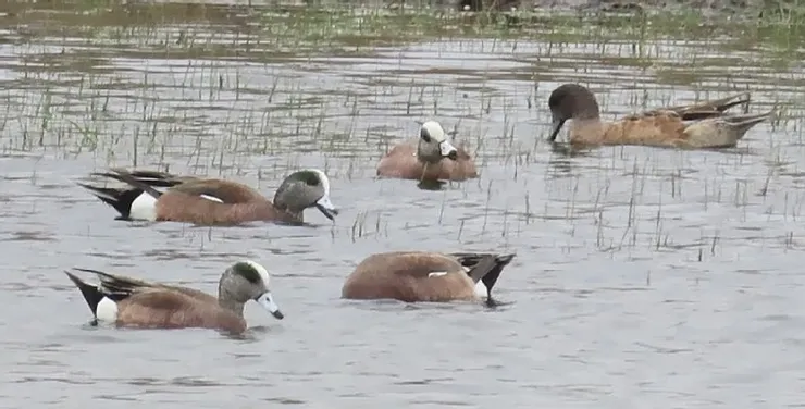 A group of ducks are swimming in a swamp.