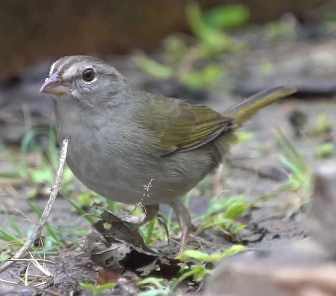 A small bird is standing on a rock in the grass