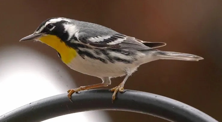 A small bird with a yellow beak is perched on a metal pole.