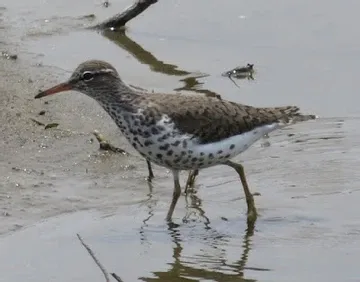 A small bird with a long beak is standing in the water