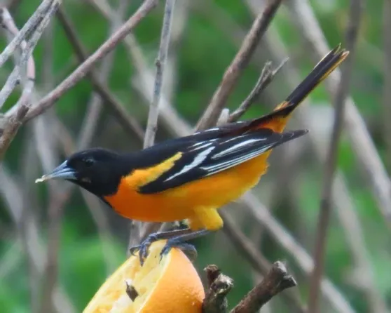 A black and orange bird perched on an orange slice