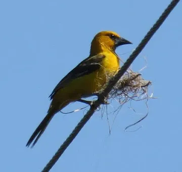 A yellow bird is perched on a power line