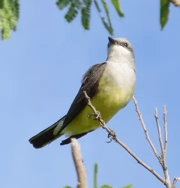 A small bird perched on a tree branch with a blue sky in the background