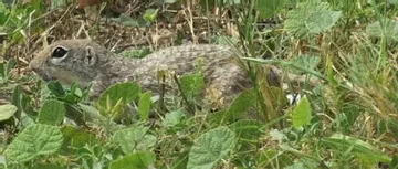 A small squirrel is sitting in the grass.