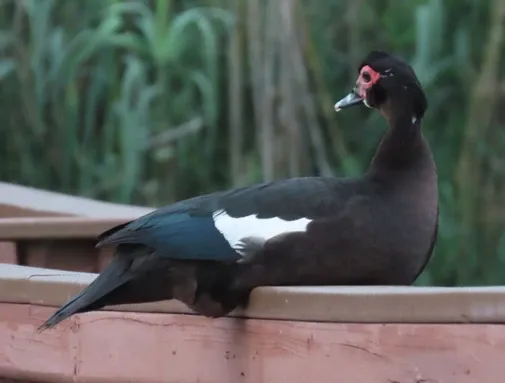 A black and white duck is sitting on a wooden fence.