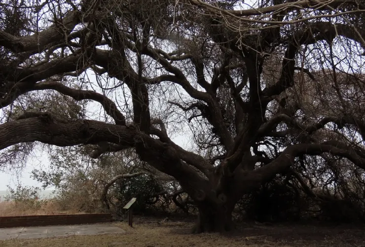 A large tree with lots of branches and leaves