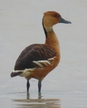 A brown and white bird standing in the water
