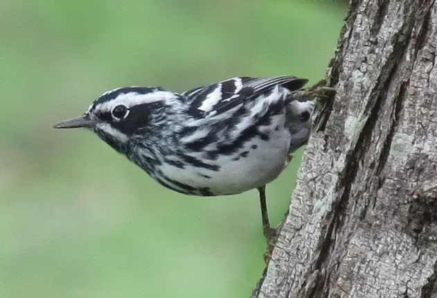 A black and white bird perched on a tree trunk.