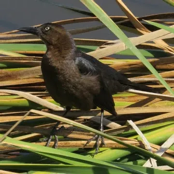 A black bird standing in tall grass near a body of water
