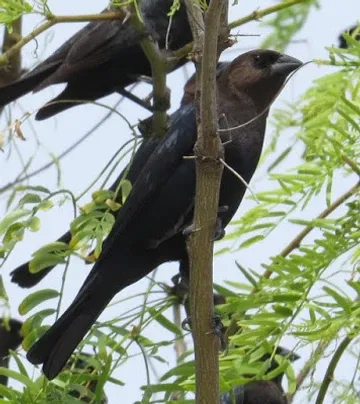 Two black birds perched on a tree branch