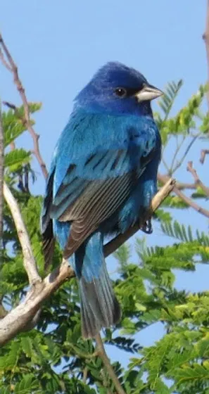 A small blue bird perched on a tree branch