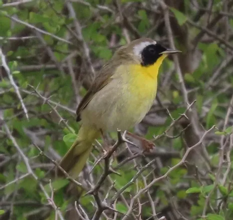 A small yellow and brown bird perched on a tree branch