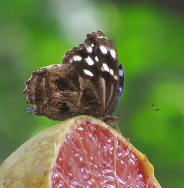A butterfly is perched on a slice of grapefruit