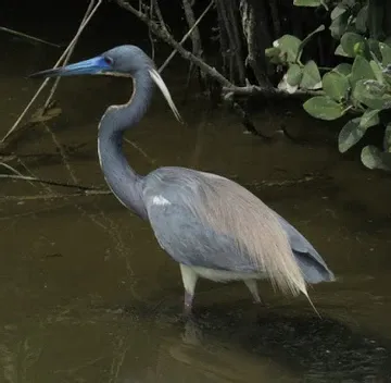 A bird with a long neck is standing in the water