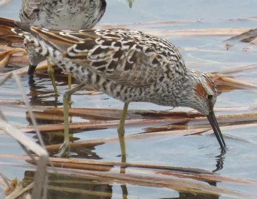 A bird with a long beak is standing in the water