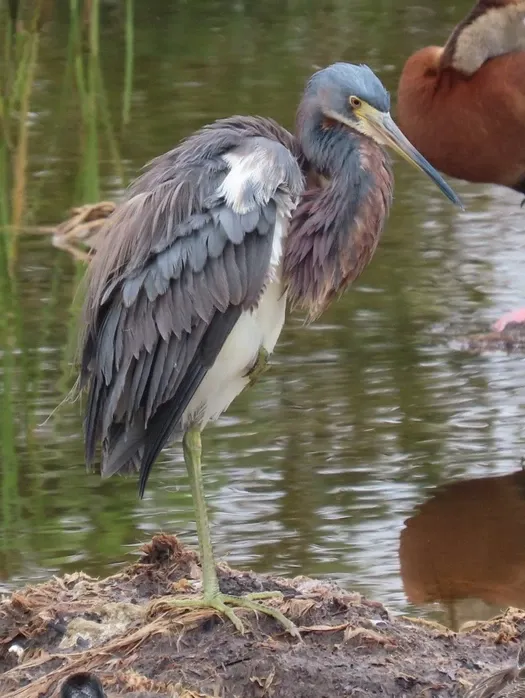 A bird with a long beak is standing next to a body of water.