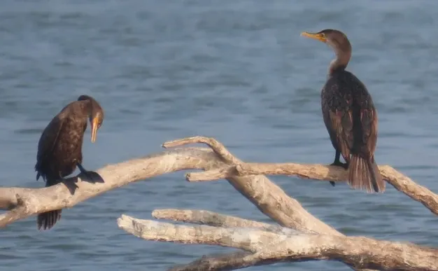 Two birds are perched on a branch in the water.