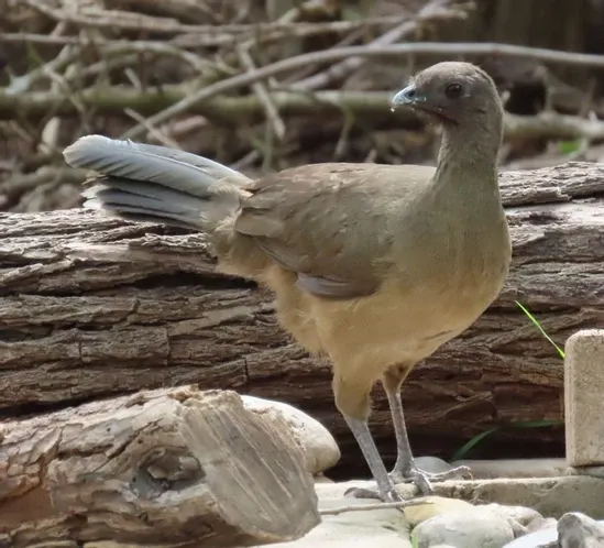 A small bird standing on a rock next to a log