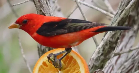 A red and black bird perched on top of an orange slice.
