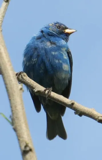 A blue bird with a yellow beak is perched on a tree branch.
