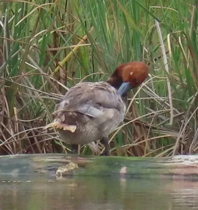 A duck with a long beak is standing in the water