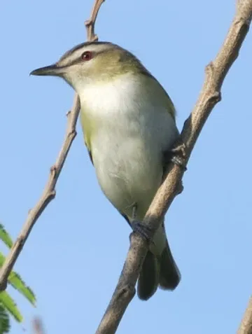 A small bird perched on a branch with a blue sky in the background