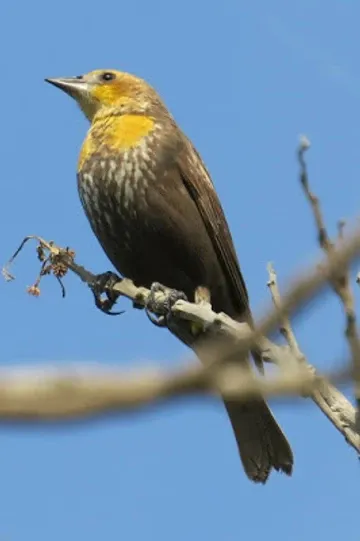 A small bird perched on a tree branch with a blue sky in the background