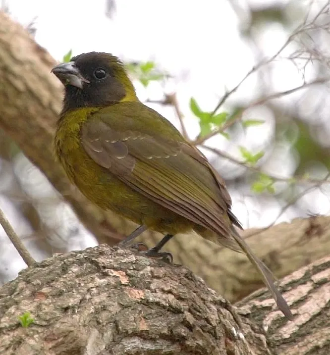A small green bird perched on a tree branch