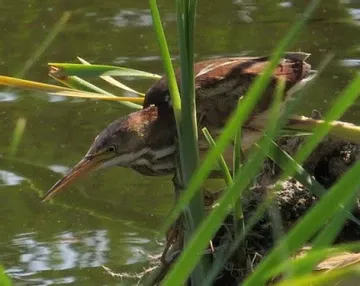 A bird with a long beak is standing in the grass near the water.