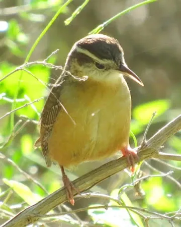 A small brown bird perched on a tree branch