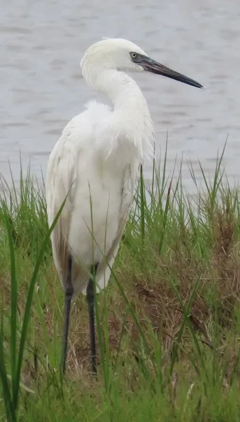 A white bird with a long beak is standing in the grass near a body of water.