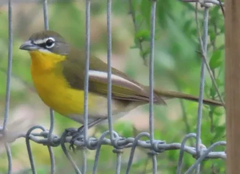 A small yellow and brown bird is perched on a barbed wire fence.
