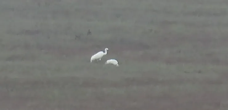 Two white birds are standing in a field on a foggy day.
