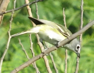 A small bird is perched on a tree branch.