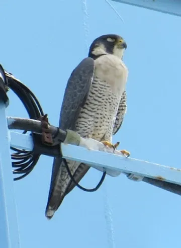 A falcon perched on top of a power pole.