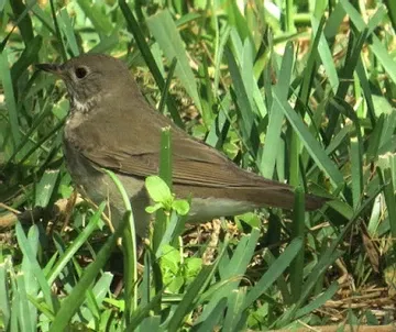 A small brown bird is sitting in the grass.
