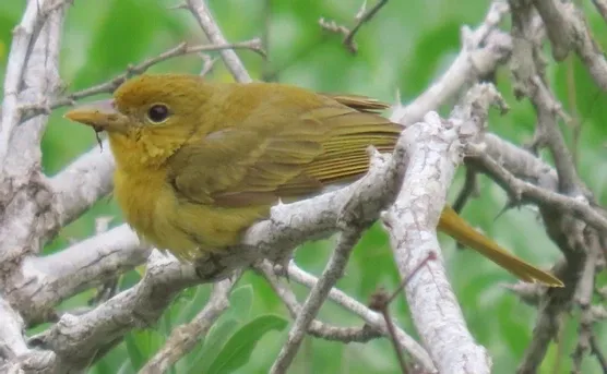 A small yellow bird perched on a tree branch.