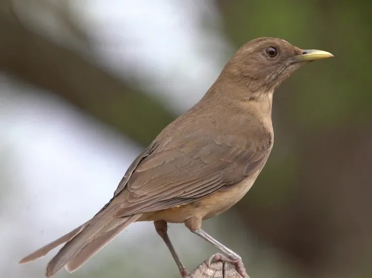 A small brown bird with a yellow beak is perched on a branch