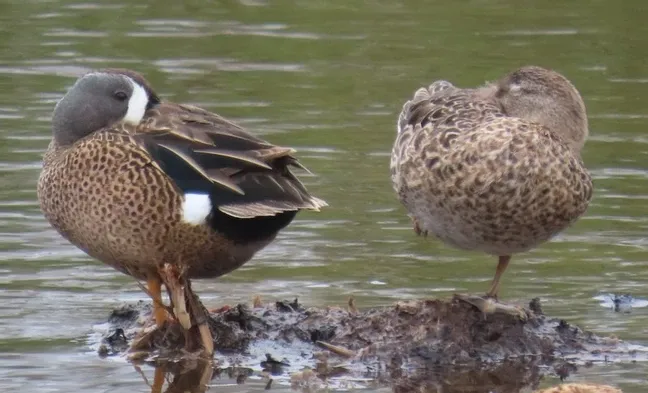 Two ducks are standing on a rock in the water.
