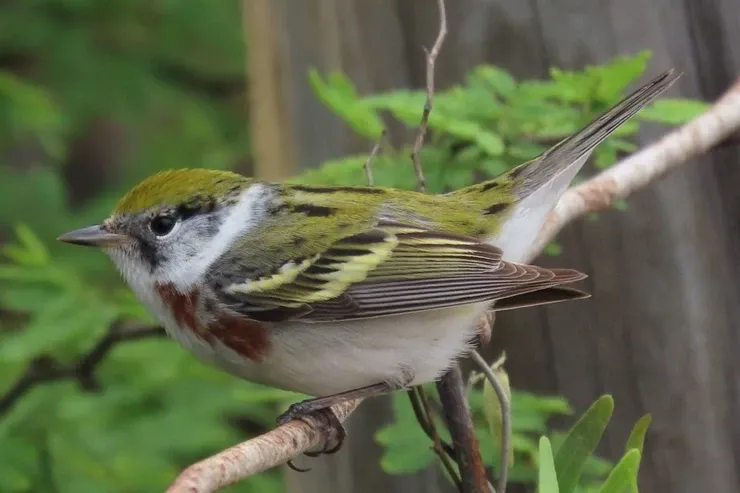 A small bird perched on a tree branch.
