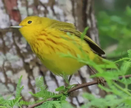 A small yellow bird is perched on a tree branch.
