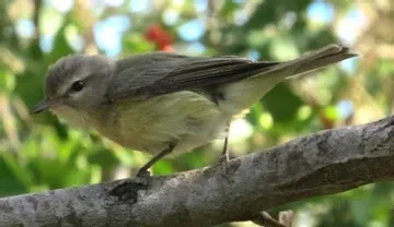 A small bird perched on a tree branch.