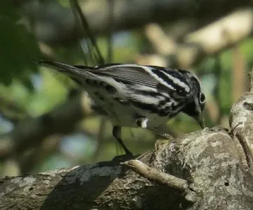 A black and white bird perched on a tree branch
