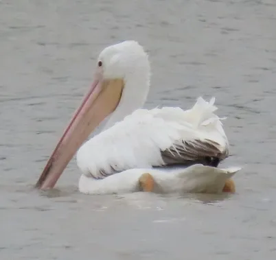 A pelican with a long beak is swimming in the water