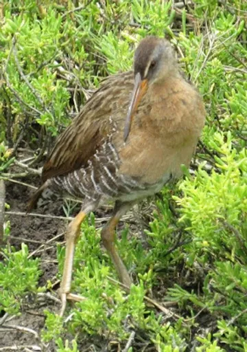 A bird with a long beak is standing in the grass