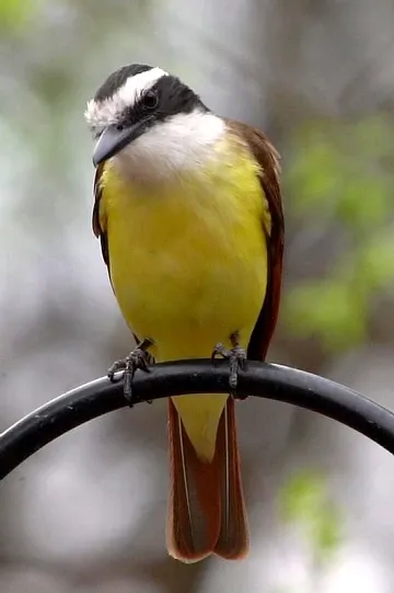 A small yellow and brown bird perched on a black wire.