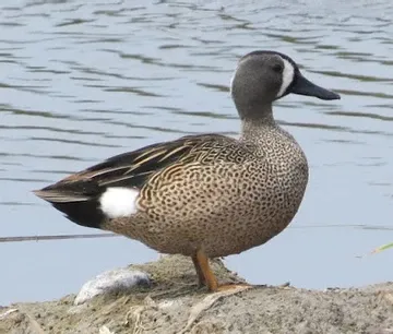 A duck is standing on a rock near the water